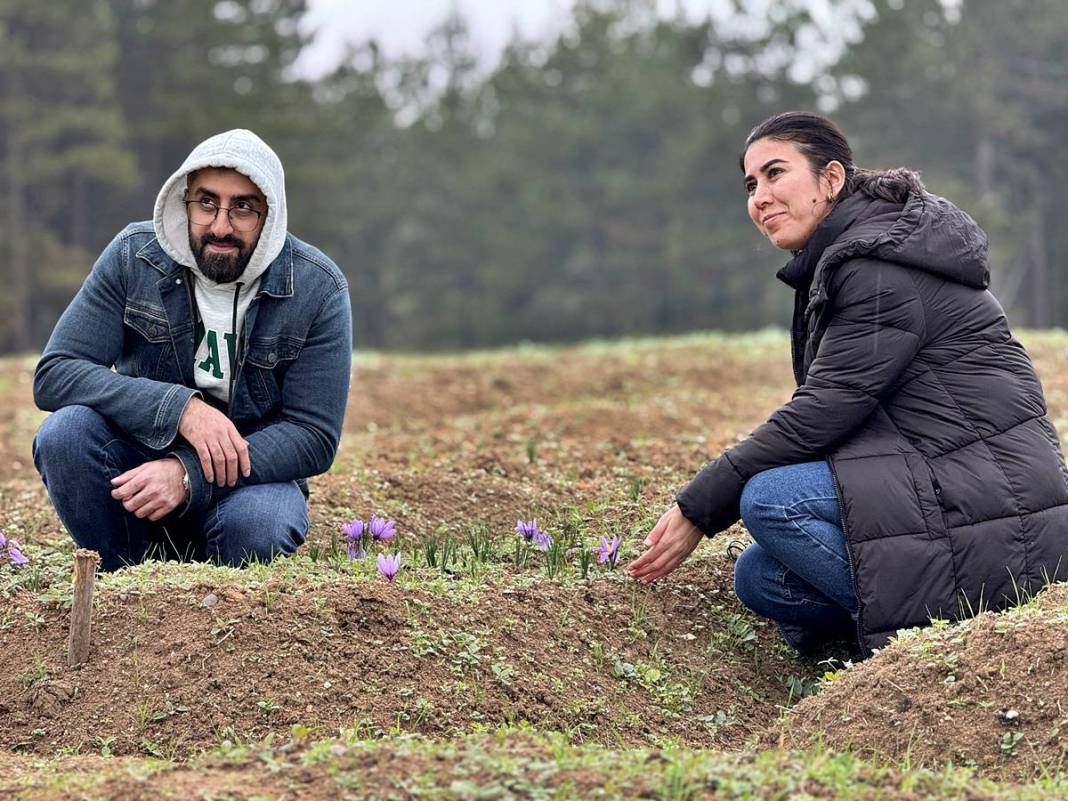 Dünyanın en pahalı baharatı Safranbolu'da yetişiyor! Gıda, ilaç ve kozmetikte kullanılan mucize 5